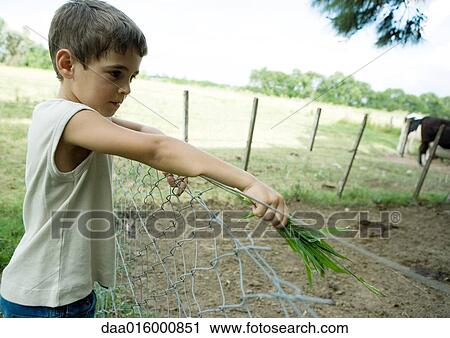 Stock Image - Boy standing next to fence, holding out handful of grass. Fotosearch