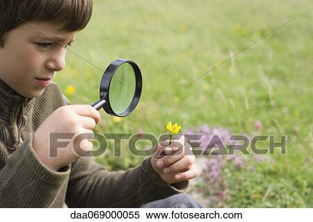 Stock Photography - Boy studying wildflower with magnifying glass. Fotosearch