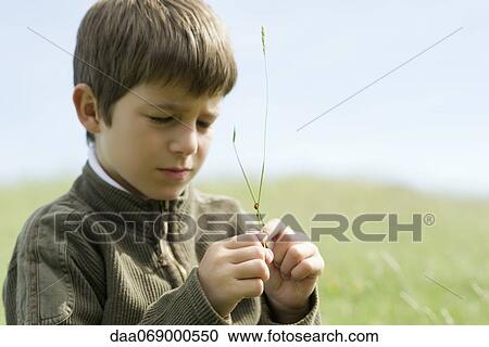Boy watching ladybug crawling on twig View Large Photo Image Stock Image - Boy watching ladybug crawling on twig. Fotosearch