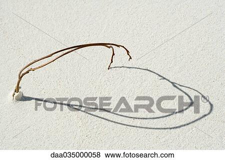 Branch and its shadow forming a heart shape View Large Photo Image Stock Photo - Branch and its shadow forming a heart shape. Fotosearch
