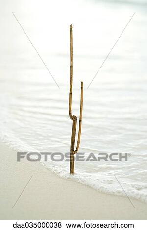 Branch sticking up out of sand, in the surf View Large Photo Image Stock Photo - Branch sticking up out of sand, in the surf. Fotosearch