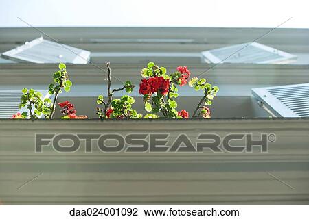 Branches of geranium emerging from windowsill, low angle view View Large Photo Image Stock Image - Branches of geranium emerging from windowsill, low angle view. Fotosearch