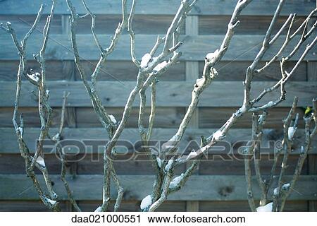 Stock Image - Branches of tree dappled with snow. Fotosearch