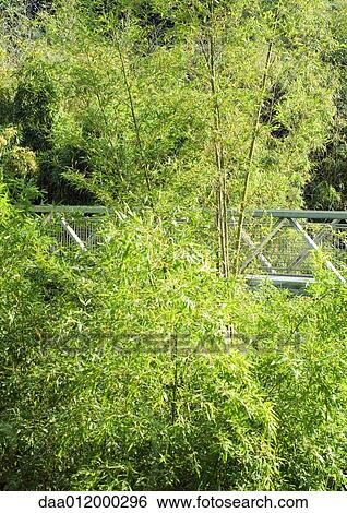 Bridge through trees View Large Photo Image Stock Photograph - Bridge through trees. Fotosearch