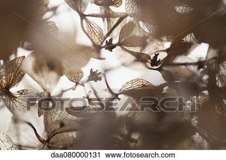 Brittle hydrangea flowers in winter View Large Photo Image Stock Image - Brittle hydrangea flowers in winter. Fotosearch