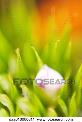 Stock Image - Bromeliad bud, extreme close-up. Fotosearch