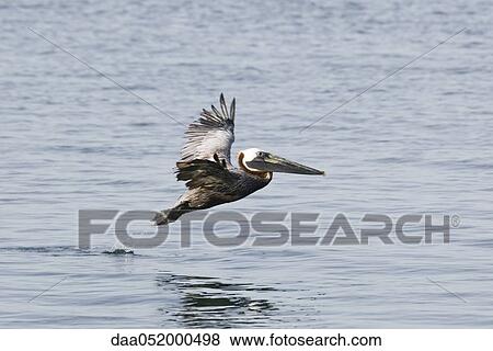 Brown Pelican in flight over water View Large Photo Image Stock Photo - Brown Pelican in flight over water. Fotosearch