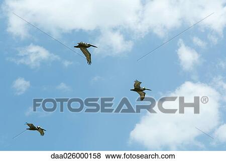 Brown Pelicans (Pelecanus occidentalis) in flight View Large Photo Image Stock Photo - Brown Pelicans (Pelecanus occidentalis) in flight. Fotosearch