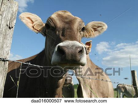 Brown swiss cow looking over barbed wire fence, close-up View Large Photo Image Stock Photo - Brown swiss cow looking over barbed wire fence, close-up. Fotosearch