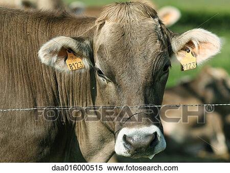 Stock Photography - Brown swiss cow looking over barbed wire fence, close-up. Fotosearch