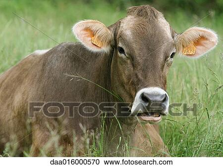 Brown swiss cow lying in grass View Large Photo Image Stock Image - Brown swiss cow lying in grass. Fotosearch