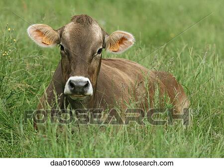 Brown swiss cow lying in grass View Large Photo Image Stock Photo - Brown swiss cow lying in grass. Fotosearch