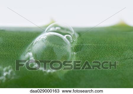 Stock Image - Bubbles on aloe vera leaf, extreme close-up. Fotosearch