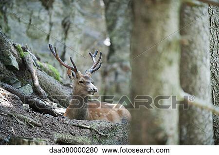 Buck in woods View Large Photo Image Stock Image - Buck in woods. Fotosearch