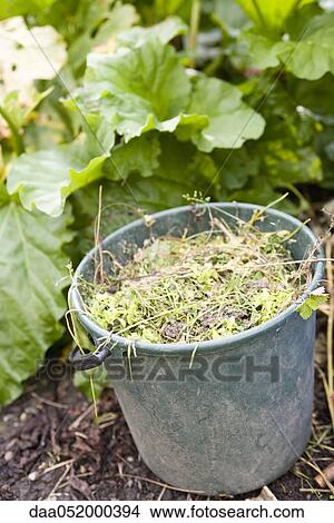Bucket filled with pulled weeds View Large Photo Image Picture - Bucket filled with pulled weeds. Fotosearch