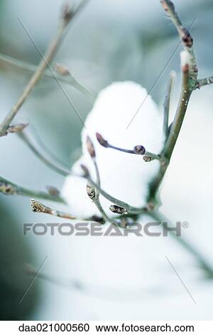 Stock Image - Budding branch in snow. Fotosearch
