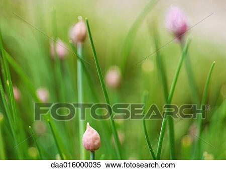 Budding chives View Large Photo Image Stock Photography - Budding chives. Fotosearch