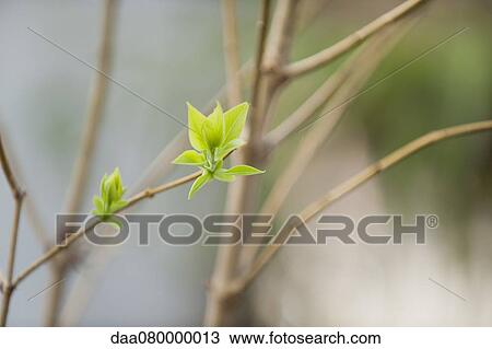 Stock Image - Budding lilac leaves. Fotosearch