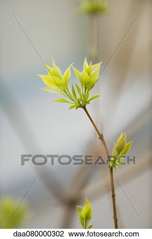 Stock Image - Budding lilac leaves. Fotosearch
