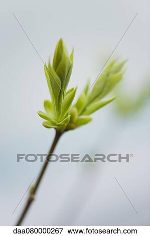 Stock Photo - Budding lilac leaves. Fotosearch