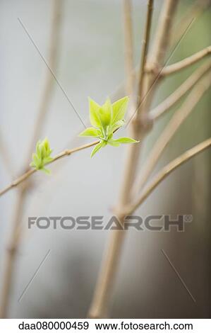 Budding lilac leaves View Large Photo Image Stock Photo - Budding lilac leaves. Fotosearch