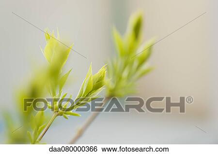 Stock Photograph - Budding lilac leaves. Fotosearch