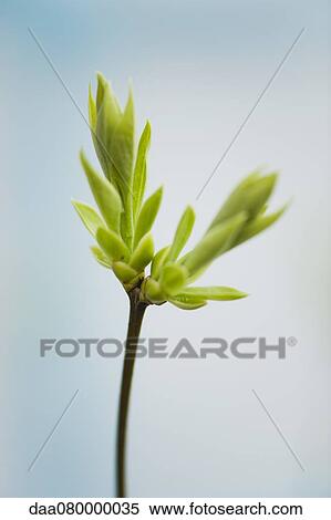 Budding lilac leaves View Large Photo Image Stock Photography - Budding lilac leaves. Fotosearch