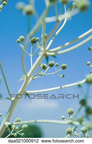 Stock Image - Buds on plant. Fotosearch