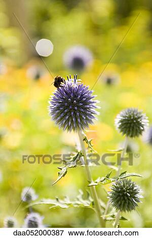 Buff-tailed Bumblebee (Bombus terrestris) gathering pollen on Small Globe Thistle flower (Echinops ritro) View Large Photo Image Stock Photo - Buff-tailed Bumblebee (Bombus terrestris) gathering pollen on Small Globe Thistle flower (Echinops ritro). Fotosearch