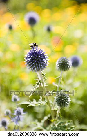 Stock Photo - Buff-tailed bumblebee (Bombus terrestris) collecting pollen from globe thistle (Echninops ritro). Fotosearch