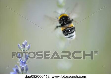 Buff-tailed bumblebee View Large Photo Image Stock Image - Buff-tailed bumblebee. Fotosearch