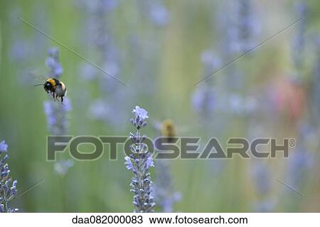 Bumblebee flying among lavender flowers View Large Photo Image Stock Image - Bumblebee flying among lavender flowers. Fotosearch