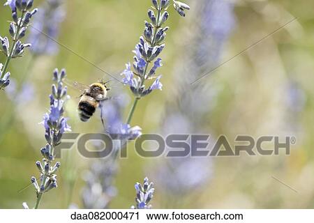 Bumblebee flying among lavender flowers View Large Photo Image Stock Image - Bumblebee flying among lavender flowers. Fotosearch