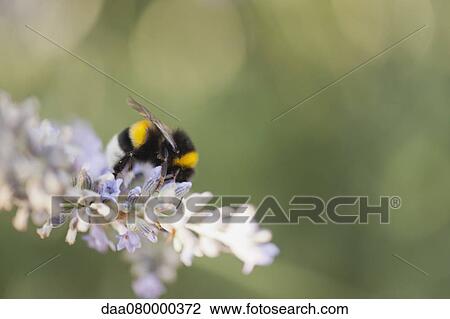 Bumblebee gathering pollen View Large Photo Image Stock Image - Bumblebee gathering pollen. Fotosearch