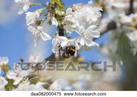 Bumblebee on cherry blossom View Large Photo Image Stock Photography - Bumblebee on cherry blossom. Fotosearch