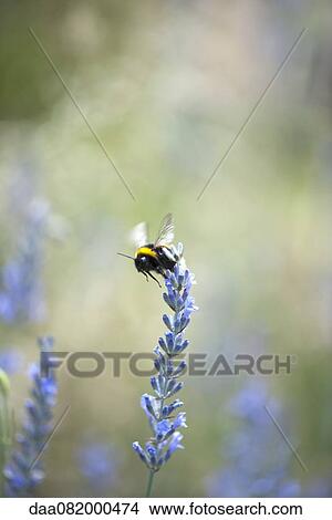Picture - Bumblebee on lavender flowers. Fotosearch