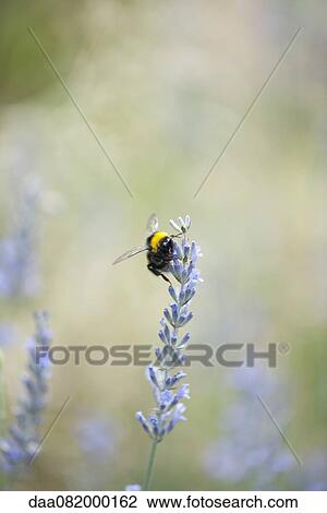 Stock Image - Bumblebee on lavender flowers. Fotosearch