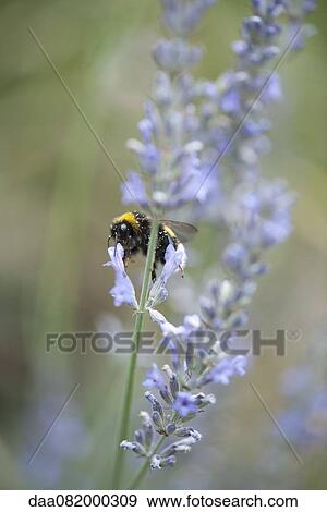 Stock Photo - Bumblebee on lavender flowers. Fotosearch