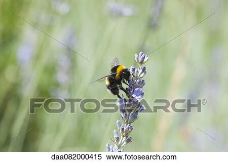 Bumblebee on lavender flowers View Large Photo Image Stock Photography - Bumblebee on lavender flowers. Fotosearch