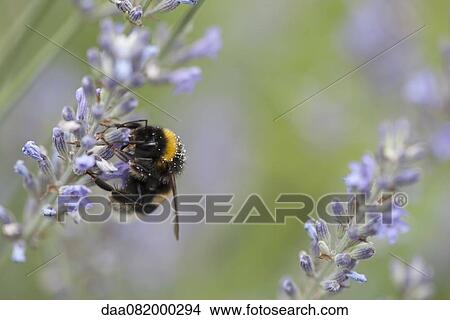 Bumblebee perching on lavender flowers View Large Photo Image Picture - Bumblebee perching on lavender flowers. Fotosearch