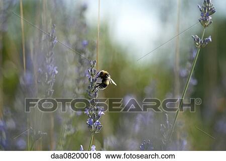 Stock Photo - Bumblebee perching on lavender flowers. Fotosearch