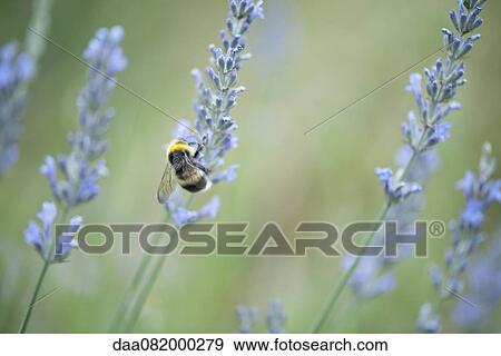 Bumblebee perching on lavender flowers View Large Photo Image Stock Photo - Bumblebee perching on lavender flowers. Fotosearch