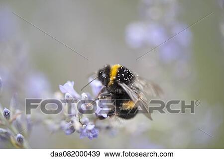 Bumblebee perching on lavender flowers View Large Photo Image Stock Photo - Bumblebee perching on lavender flowers. Fotosearch