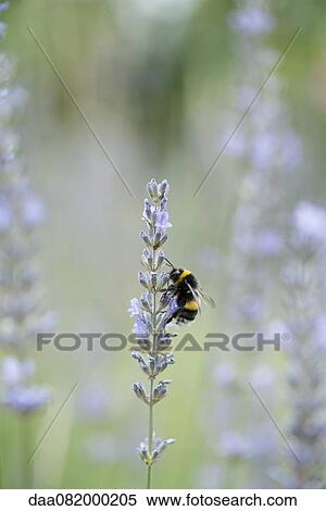 Bumblebee perching on lavender flowers View Large Photo Image Stock Photography - Bumblebee perching on lavender flowers. Fotosearch