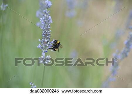 Bumblebee perching on lavender flowers View Large Photo Image Stock Photography - Bumblebee perching on lavender flowers. Fotosearch