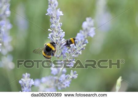 Bumblebees perching on lavender flowers View Large Photo Image Stock Photo - Bumblebees perching on lavender flowers. Fotosearch