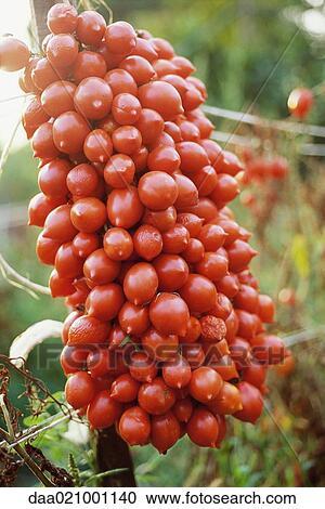 Bunch of tomatoes View Large Photo Image Stock Image - Bunch of tomatoes. Fotosearch
