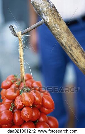 Bunch of vine tomatoes View Large Photo Image Stock Image - Bunch of vine tomatoes. Fotosearch