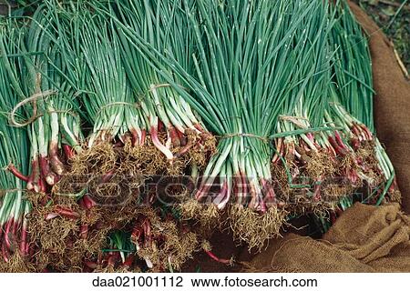 Bunches of shallots View Large Photo Image Stock Image - Bunches of shallots. Fotosearch