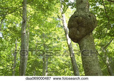 Stock Photo - Burl on tree. Fotosearch